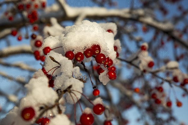 Siberian crab apple