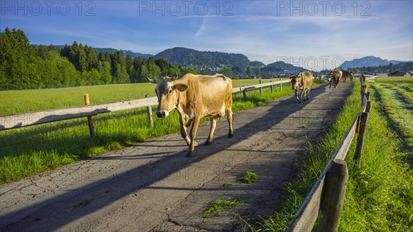 Cows are driven from the stable to the pasture in the morning