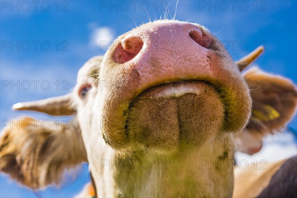 Snout of a cow