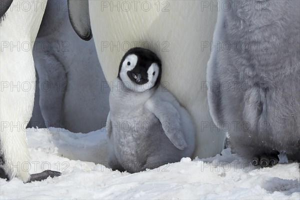 Emperor penguins