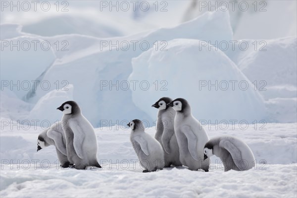 Emperor penguins