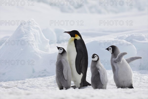 Emperor penguins