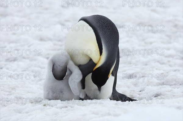 Emperor penguins