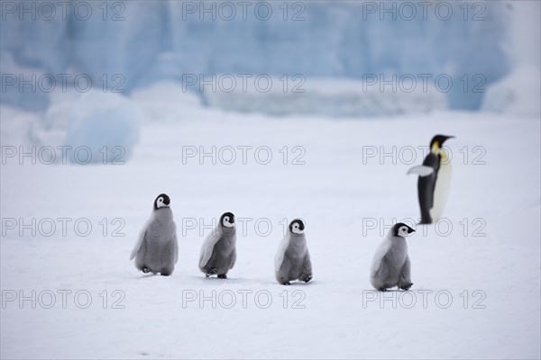 Emperor penguins