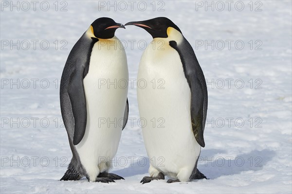 Emperor penguins