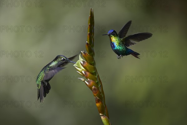 Magnificent Hummingbird