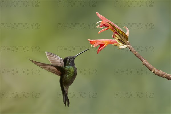 Magnificent Hummingbird