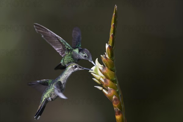 Magnificent Hummingbird