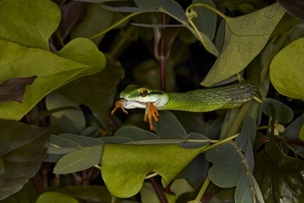 Mexican parrot snake