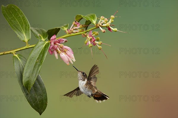 Volcano hummingbird