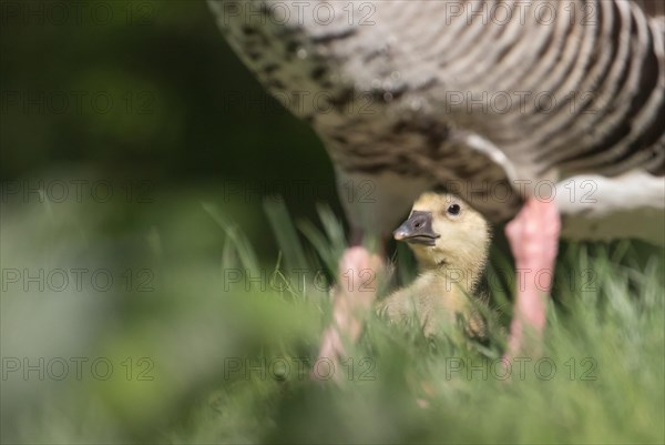 Greylag Goose