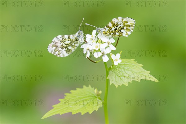 Male and female orange tip butterflies