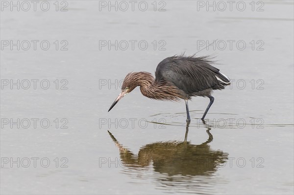 Reddish egret