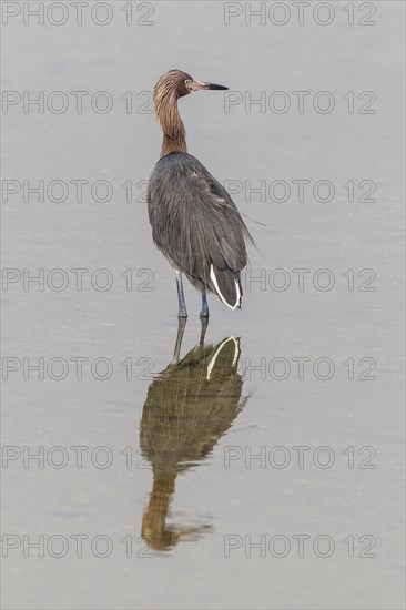 Reddish egret