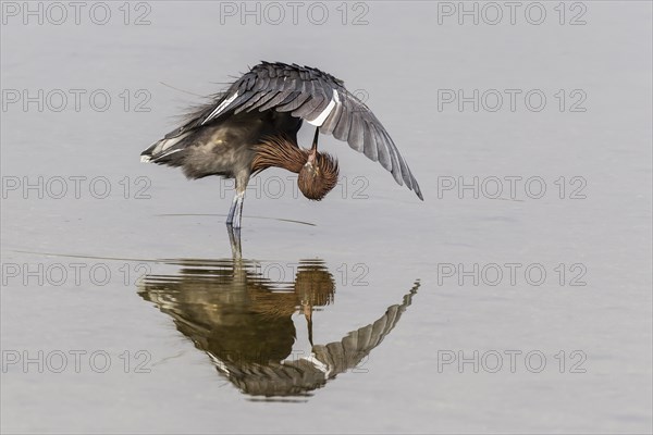 Reddish egret