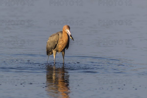 Reddish egret