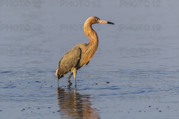 Reddish egret