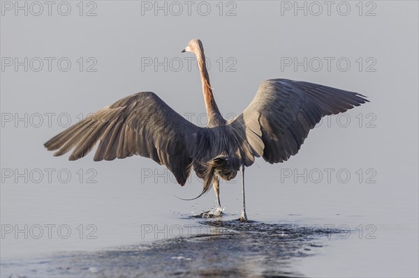 Reddish egret