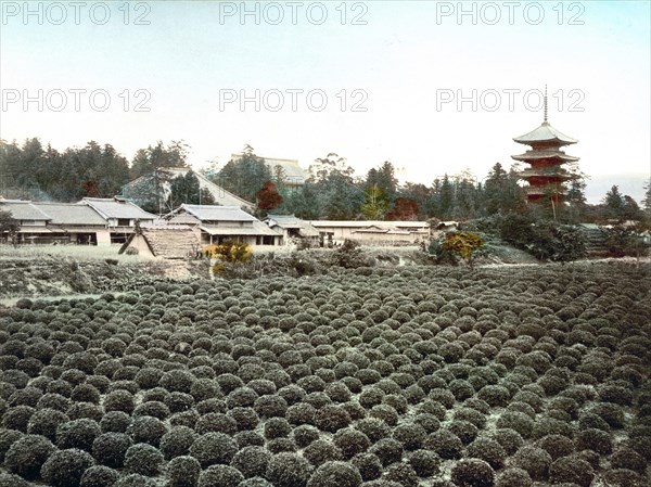 Tea field