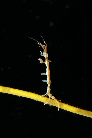 Skeleton shrimp or ghost shrimp (Caprella linearis)