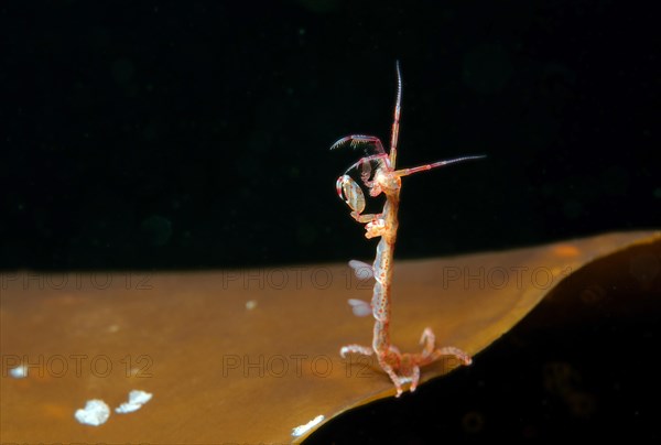 Skeleton shrimp or ghost shrimp (Caprella linearis)
