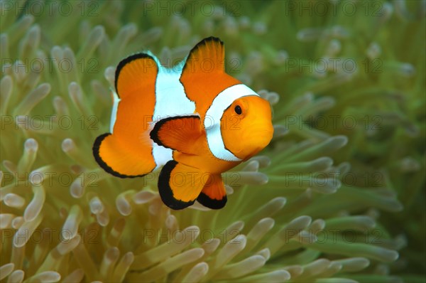 Orange Clownfish (Amphiprion percula)