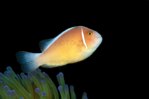 Pink Skunk Clownfish or Pink Anemonefish (Amphiprion perideraion)