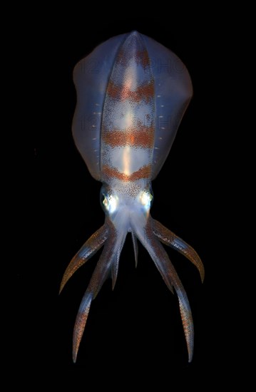 Bigfin Reef Squid