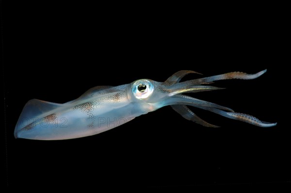 Bigfin Reef Squid or Oval Squid (Sepioteuthis lessoniana)