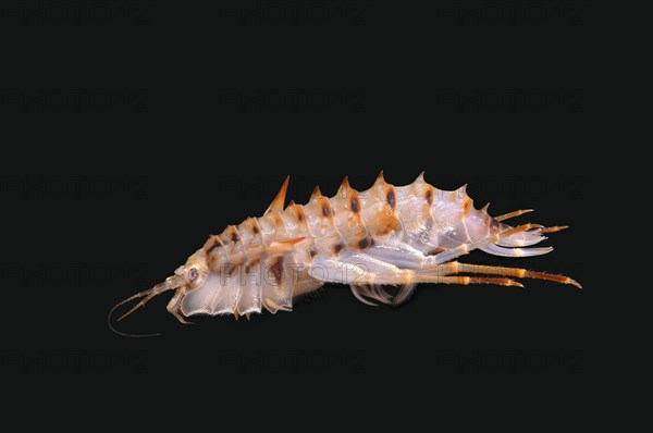 Acanthogammarus (Acanthogammarus lappaceus)