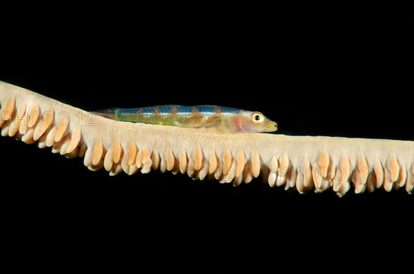 Large Whip Goby or White-line Seawhip Goby (Bryaninops amplus)