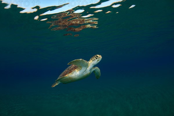 Green TurtleÂ (Chelonia mydas) swimming upwards into blue water