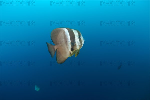 Orbicular Batfish