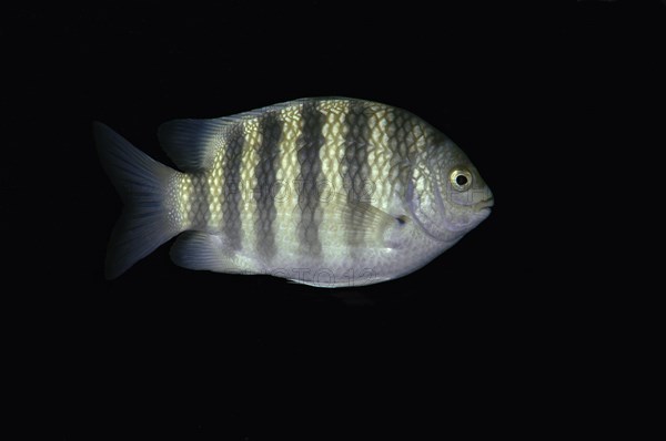 Sevenband damselfish