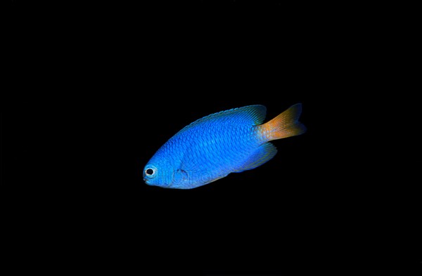 Neon damselfish