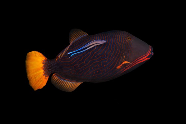 Orange-lined triggerfish