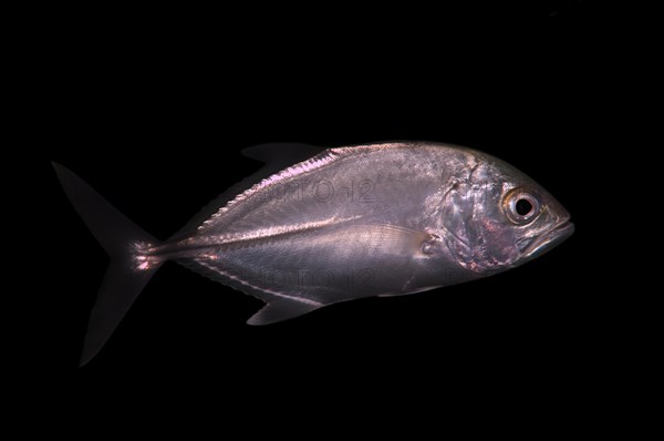 Bigeye trevally