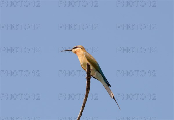 Green Bee-eater