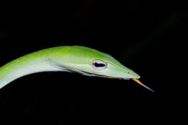 Long-nosed Tree Snake