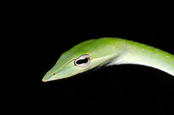 Long-nosed Tree Snake