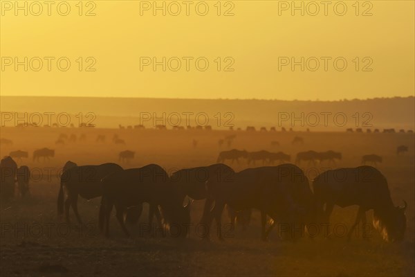 Blue Wildebeests (Connochaetes taurinus)