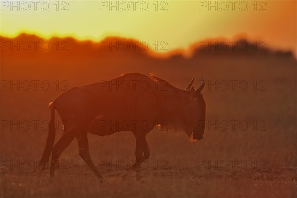 Blue Wildebeest