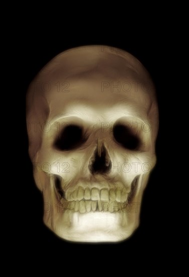 Skull