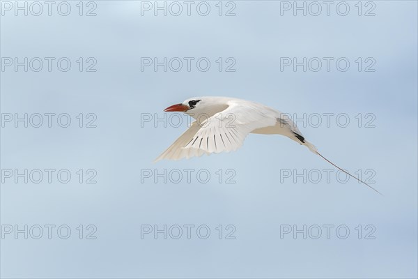 Red-tailed tropicbird (Phaethon rubricauda) flying