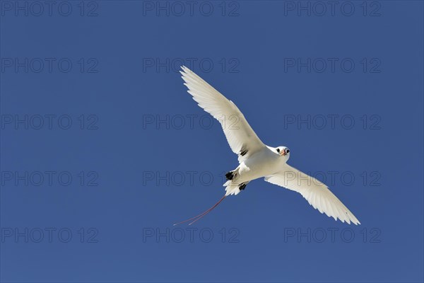 Red-tailed tropicbird (Phaethon rubricauda) flying with wings spread