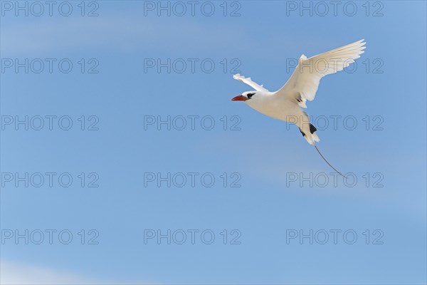 Red-tailed tropicbird (Phaethon rubricauda) flying with wings spread