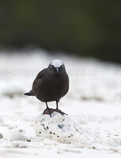 White capped noddy (Anous Minutus)