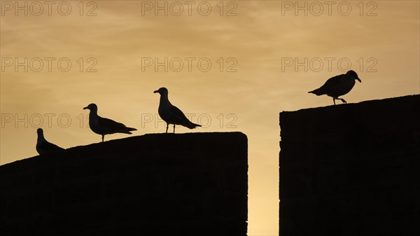 Gulls (Larus michahellis) on the harbor wall at sunset