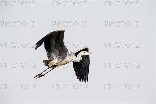 Grey Heron (Ardea cinerea) in flight