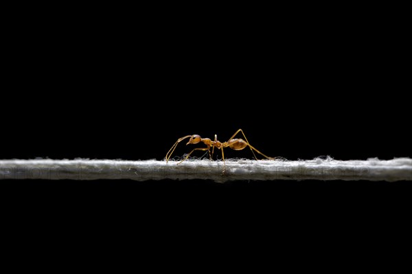 Weaver ant (Oecophylla smaragdina) balancing on a cord